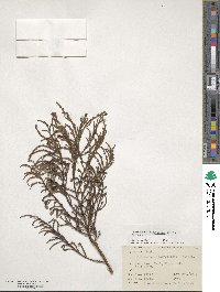 Dacrycarpus dacrydioides image