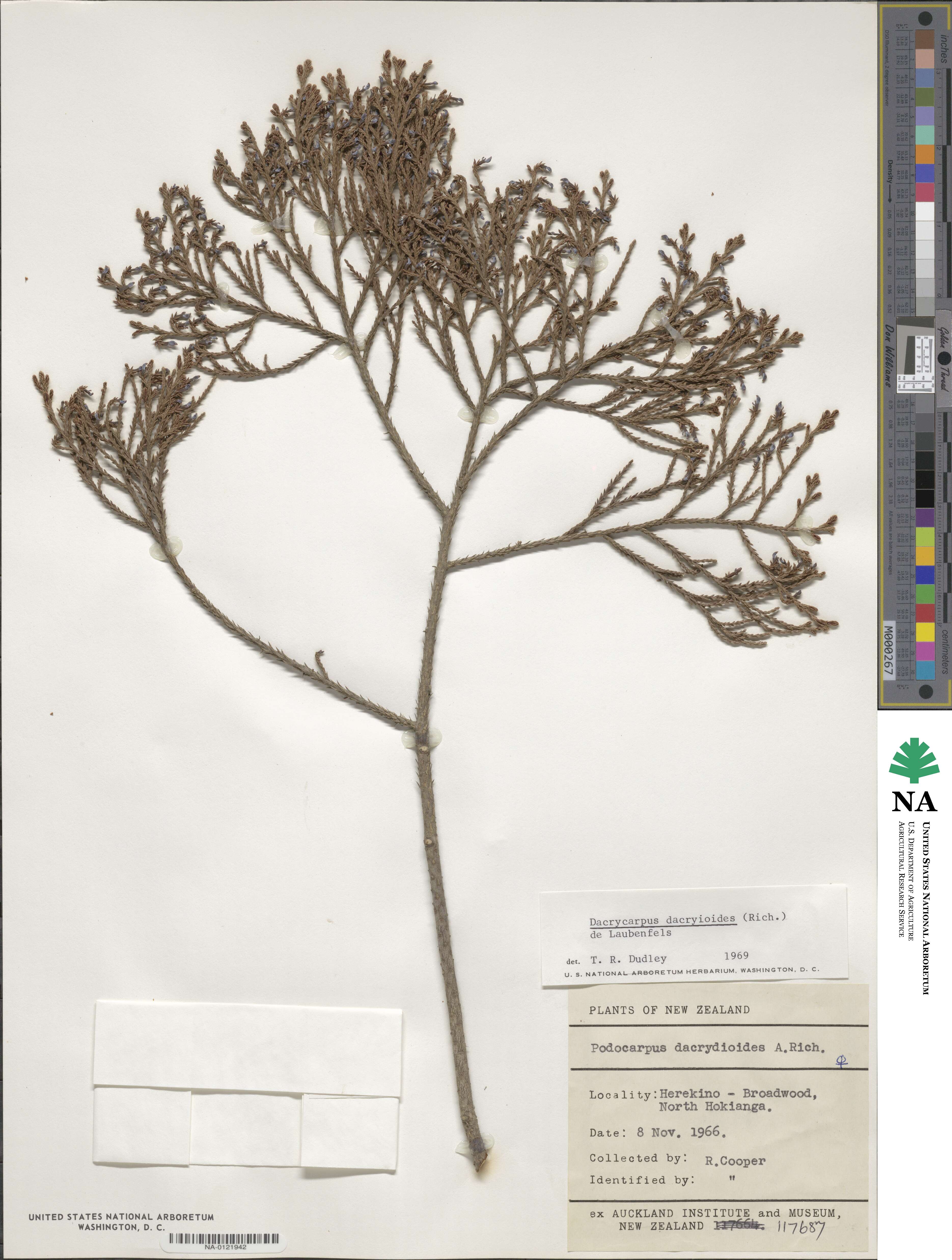 Dacrycarpus dacrydioides image