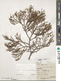 Dacrycarpus dacrydioides image