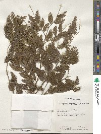 Dacrycarpus imbricatus image