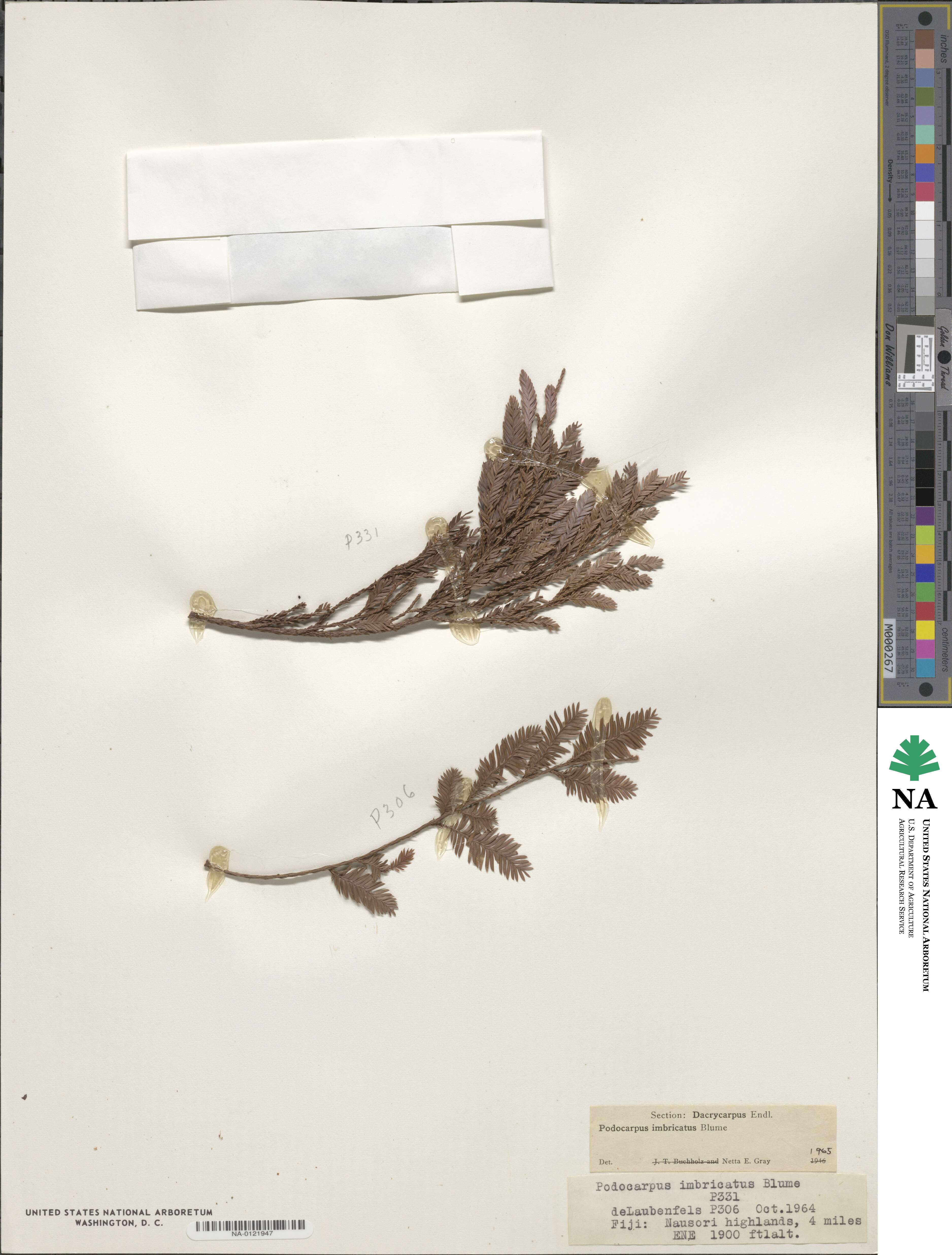 Dacrycarpus imbricatus image