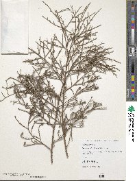 Dacrycarpus dacrydioides image