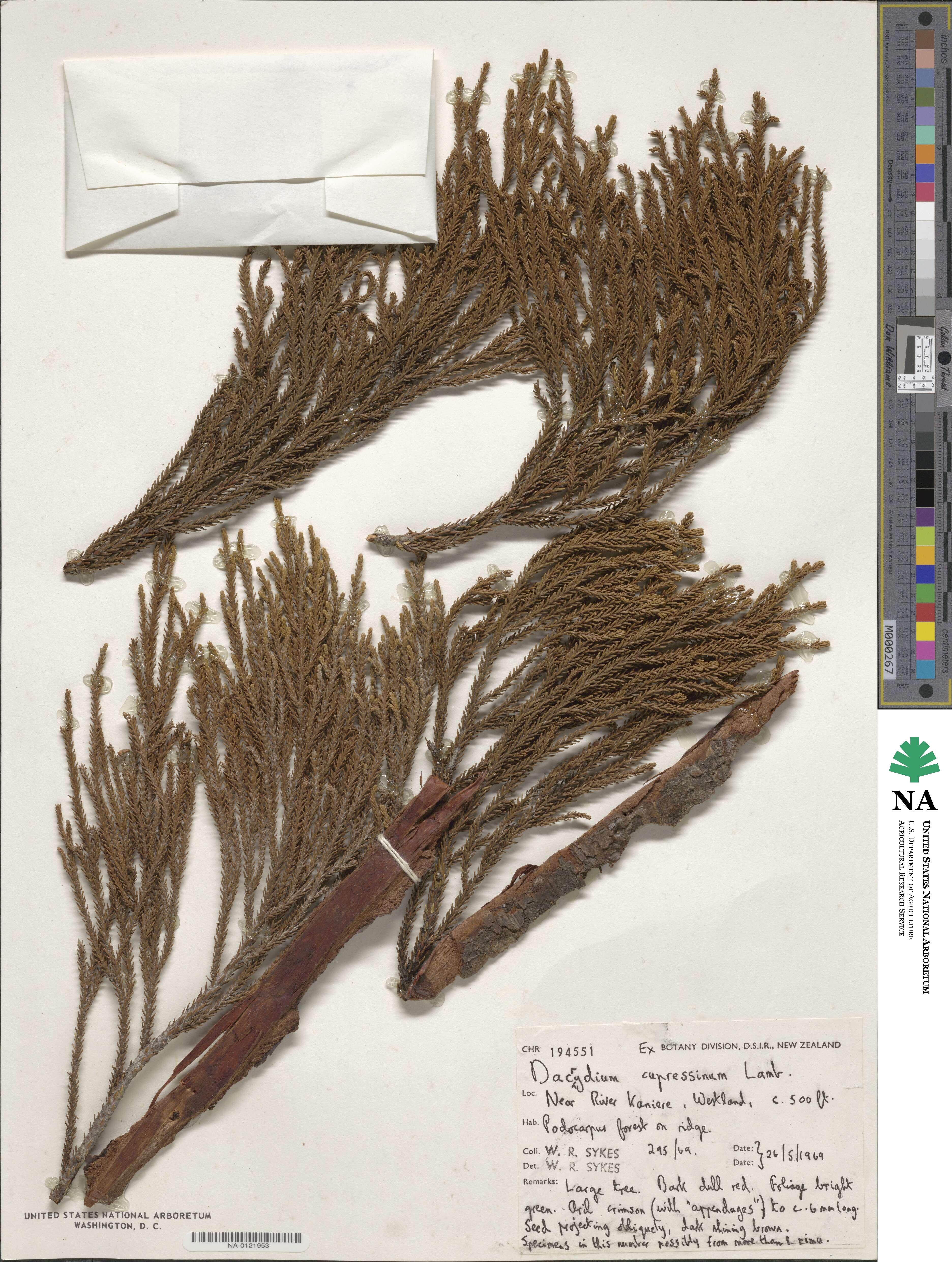 Dacrydium cupressinum image