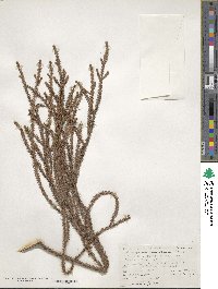 Dacrydium cupressinum image