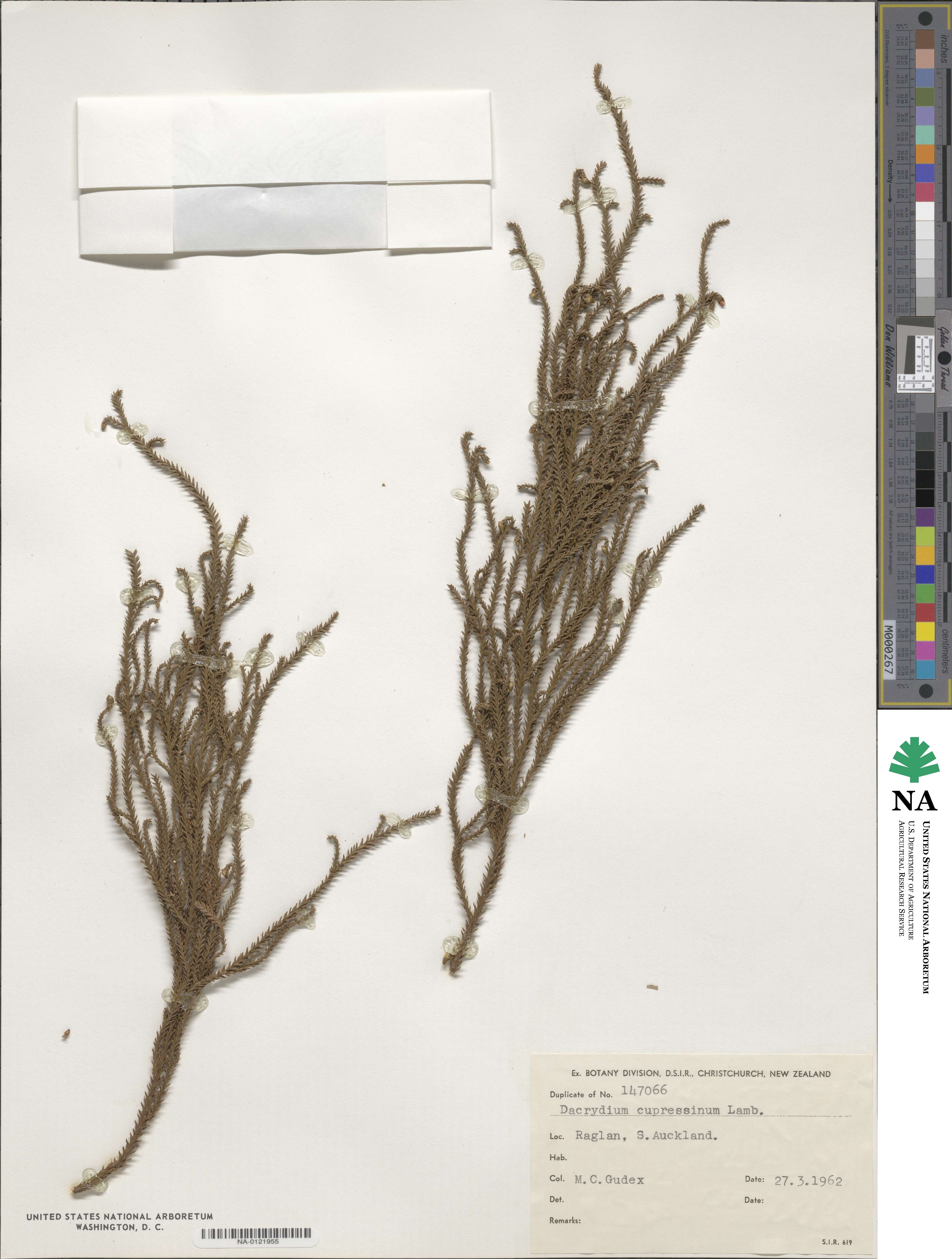 Dacrydium cupressinum image