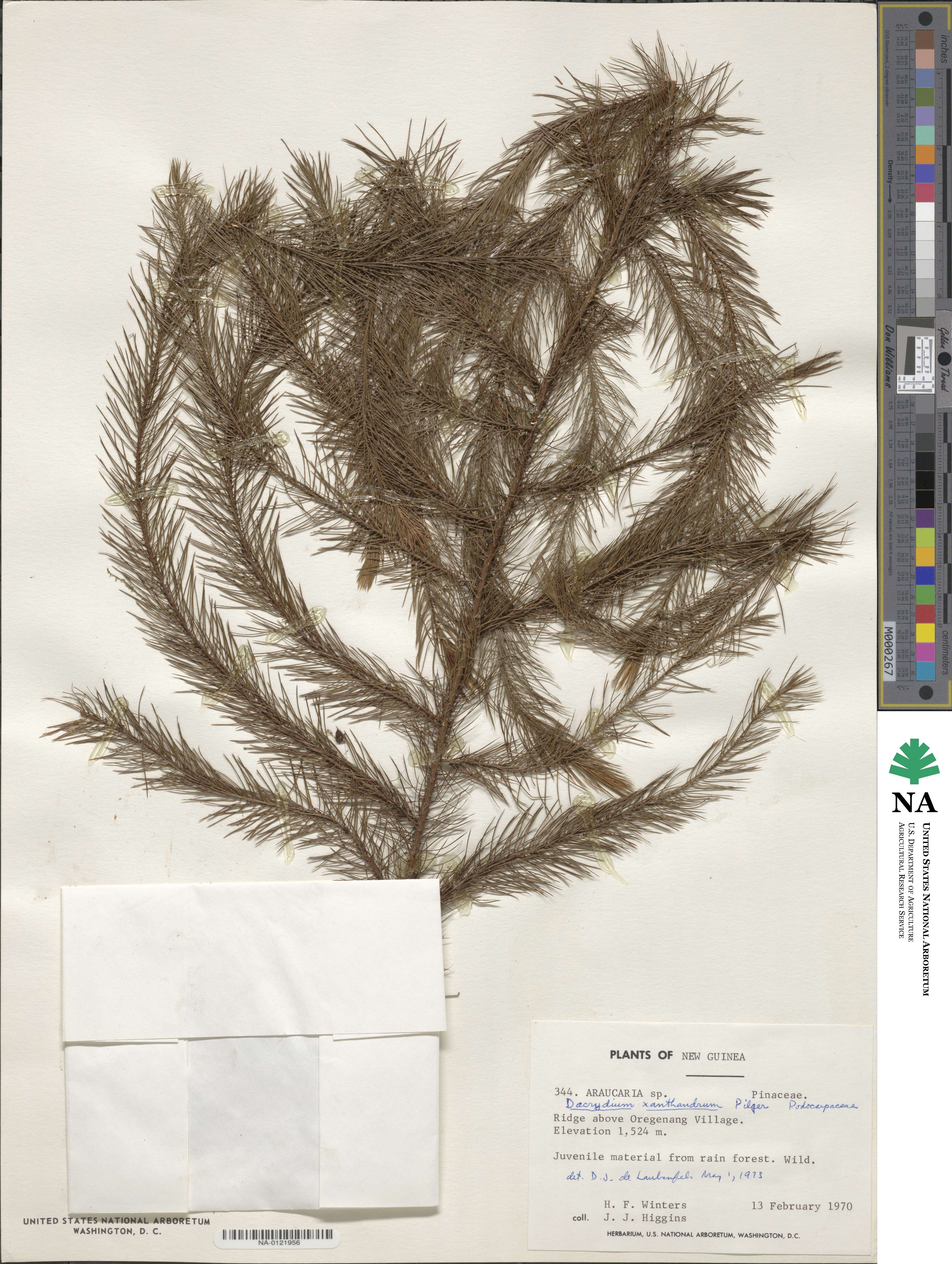 Dacrydium xanthandrum image