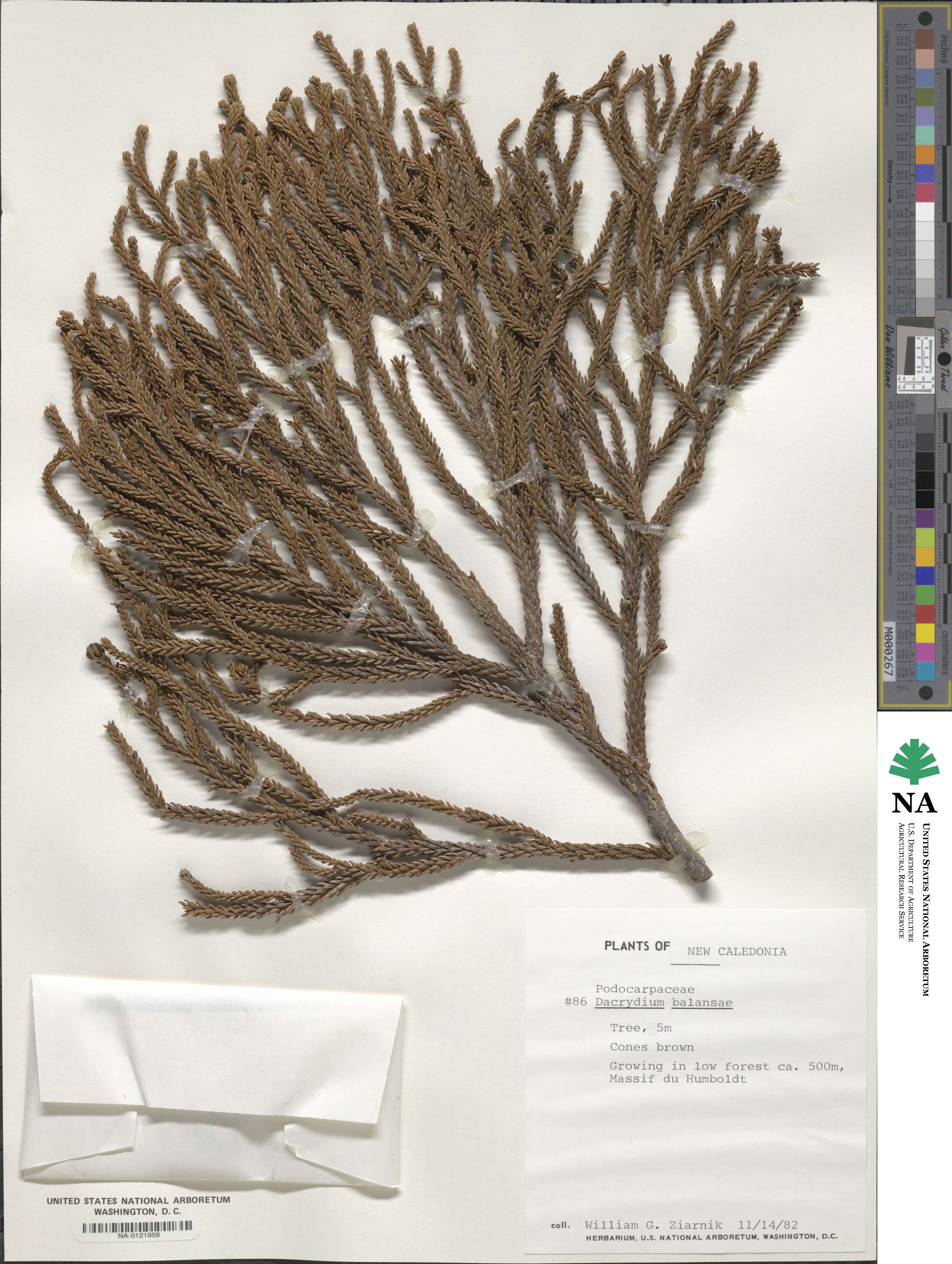 Dacrydium balansae image