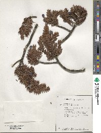 Image of Retrophyllum minus