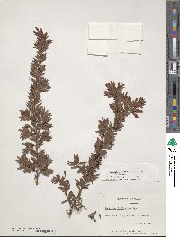 Image of Falcatifolium falciforme