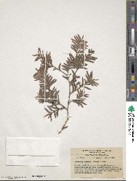 Falcatifolium taxoides image