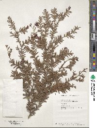 Falcatifolium taxoides image