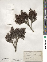 Halocarpus bidwillii image