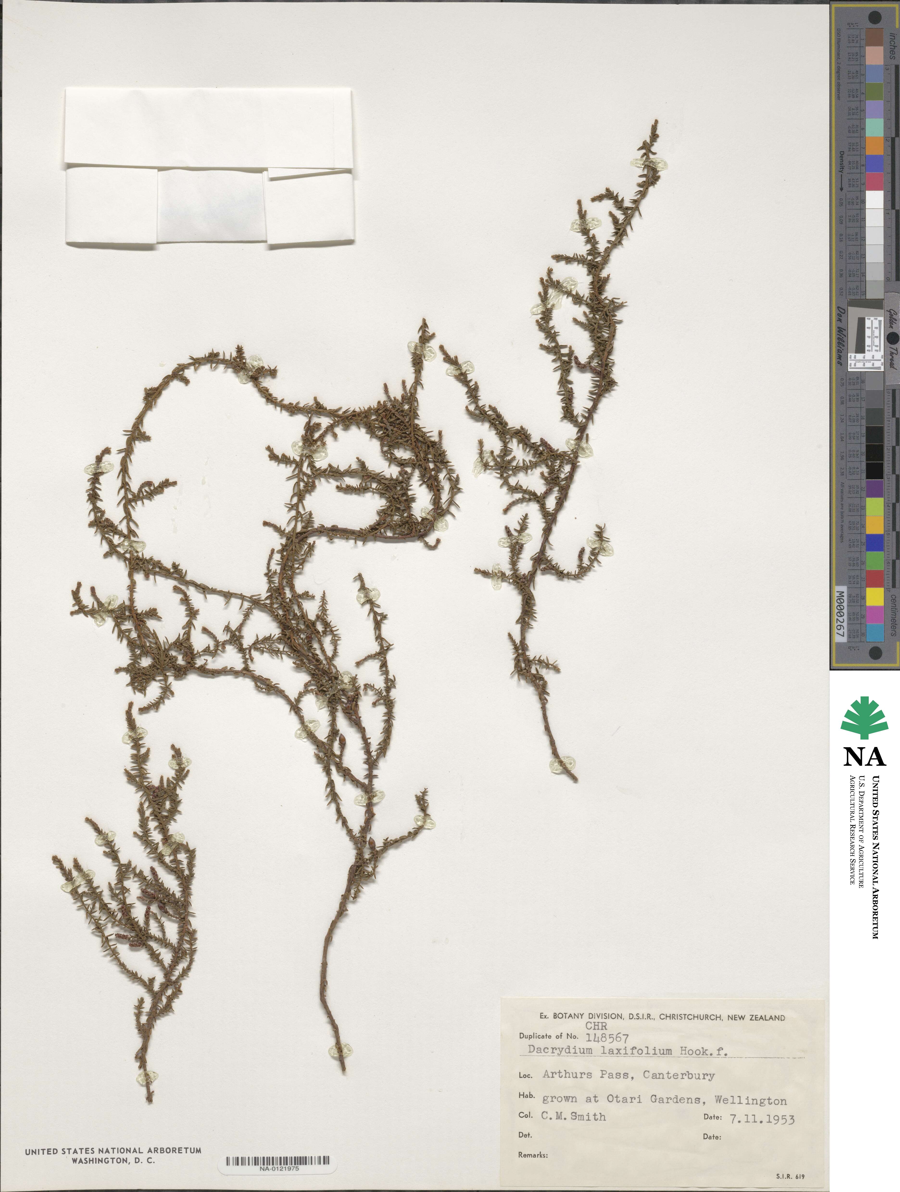 Lepidothamnus laxifolius image