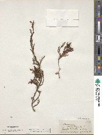 Lepidothamnus laxifolius image