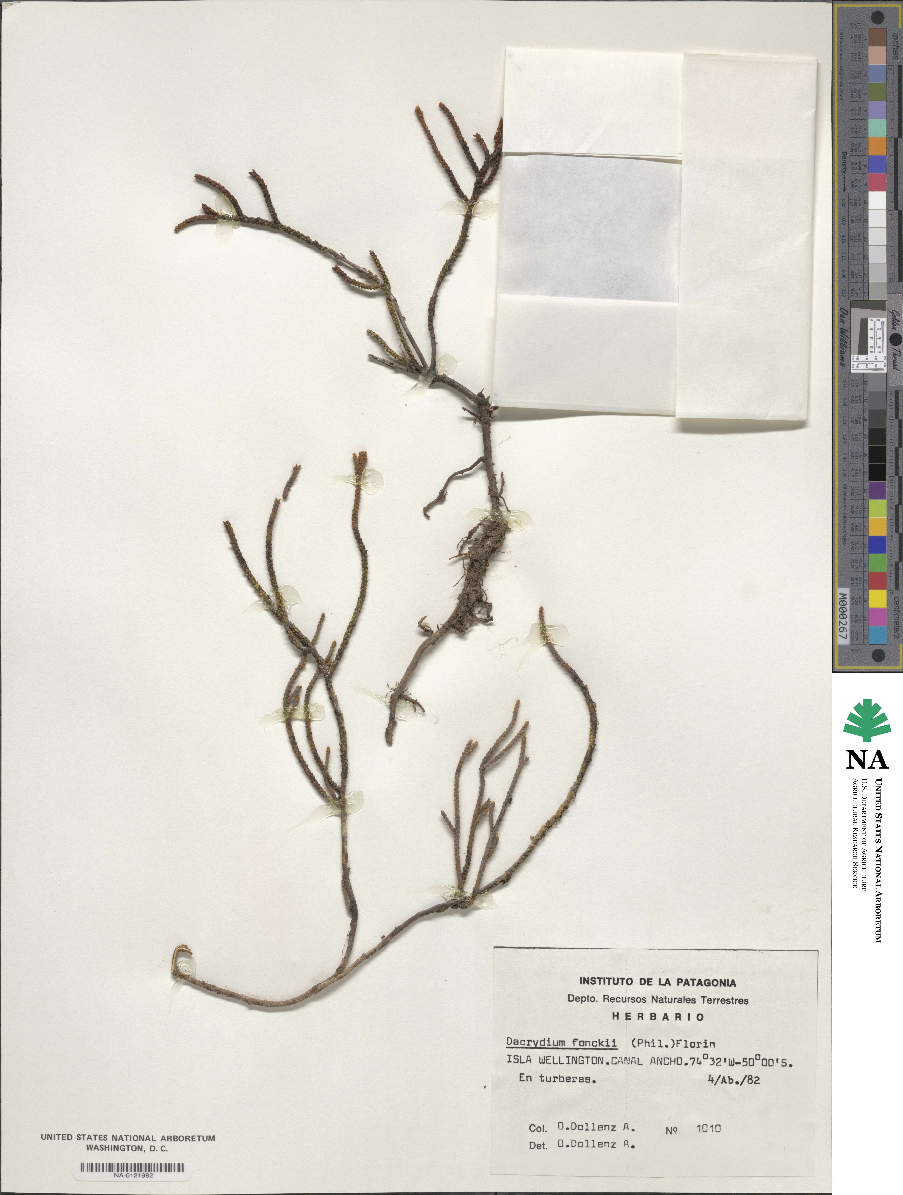 Lepidothamnus fonkii image