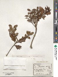 Phyllocladus hypophyllus image