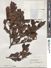 Phyllocladus hypophyllus image