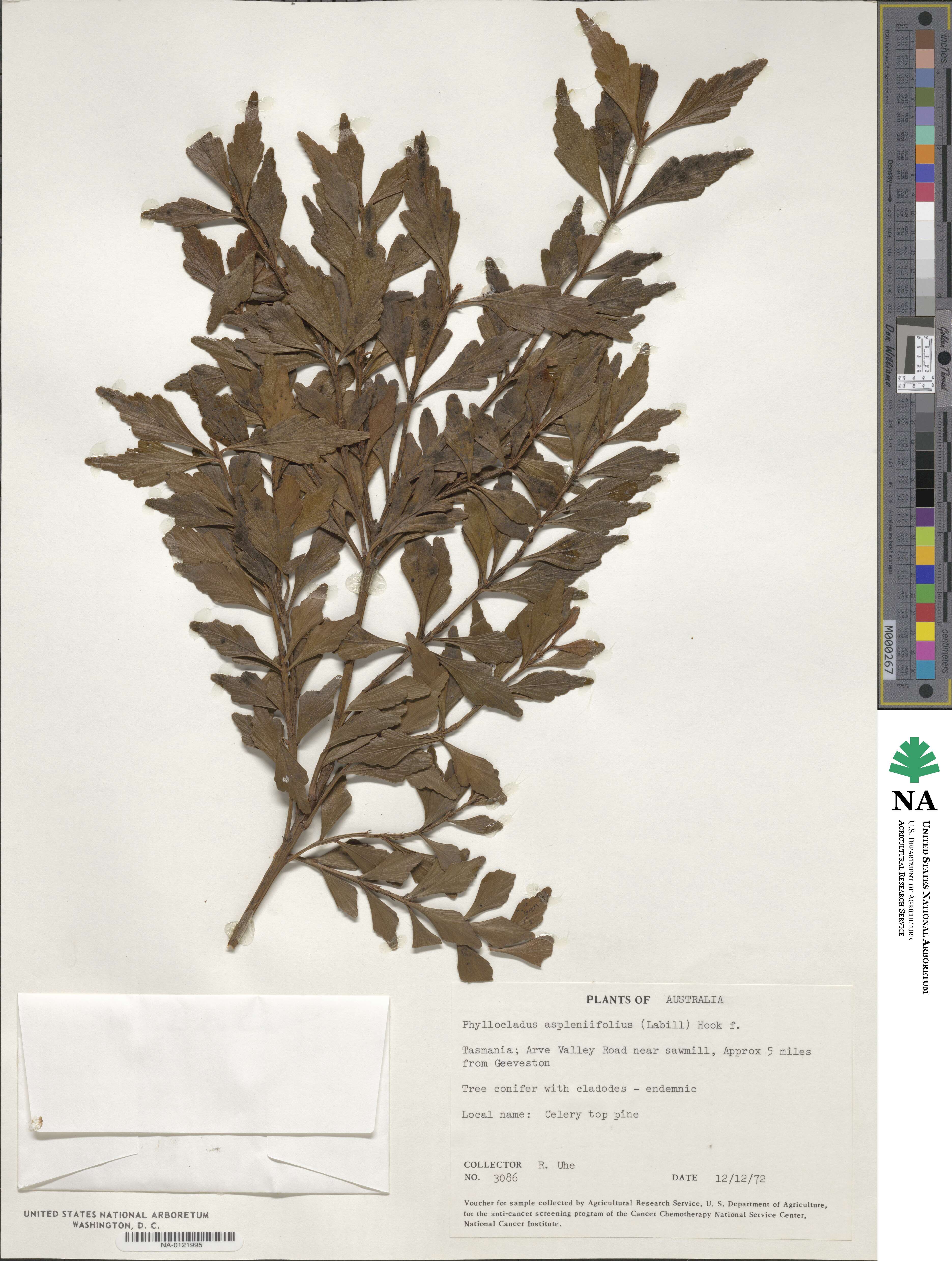 Phyllocladus aspleniifolius image