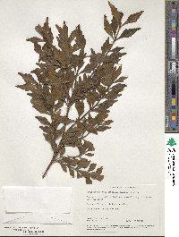 Phyllocladus aspleniifolius image