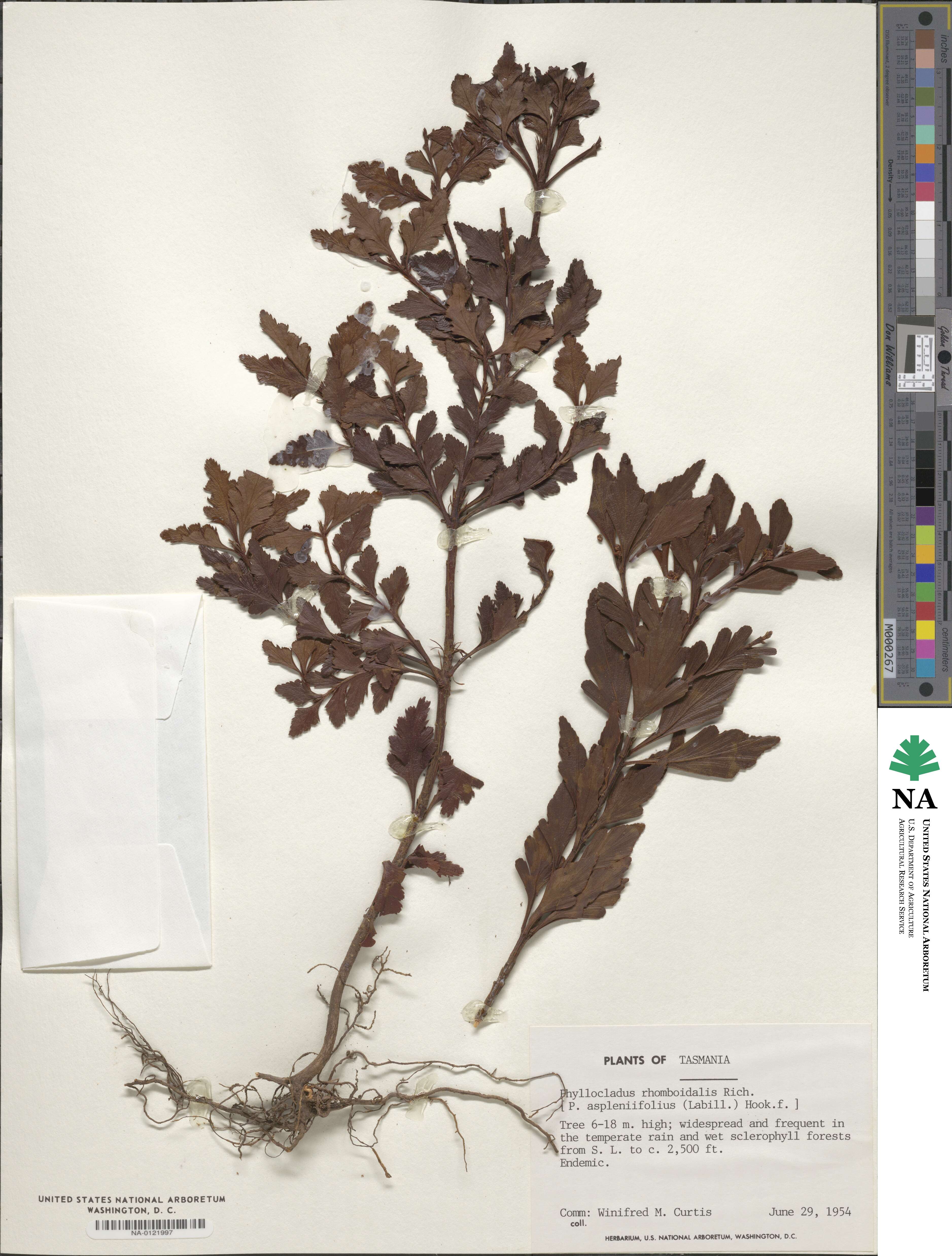 Phyllocladus aspleniifolius image