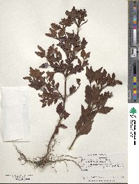 Phyllocladus aspleniifolius image