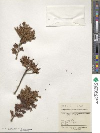 Phyllocladus trichomanoides image