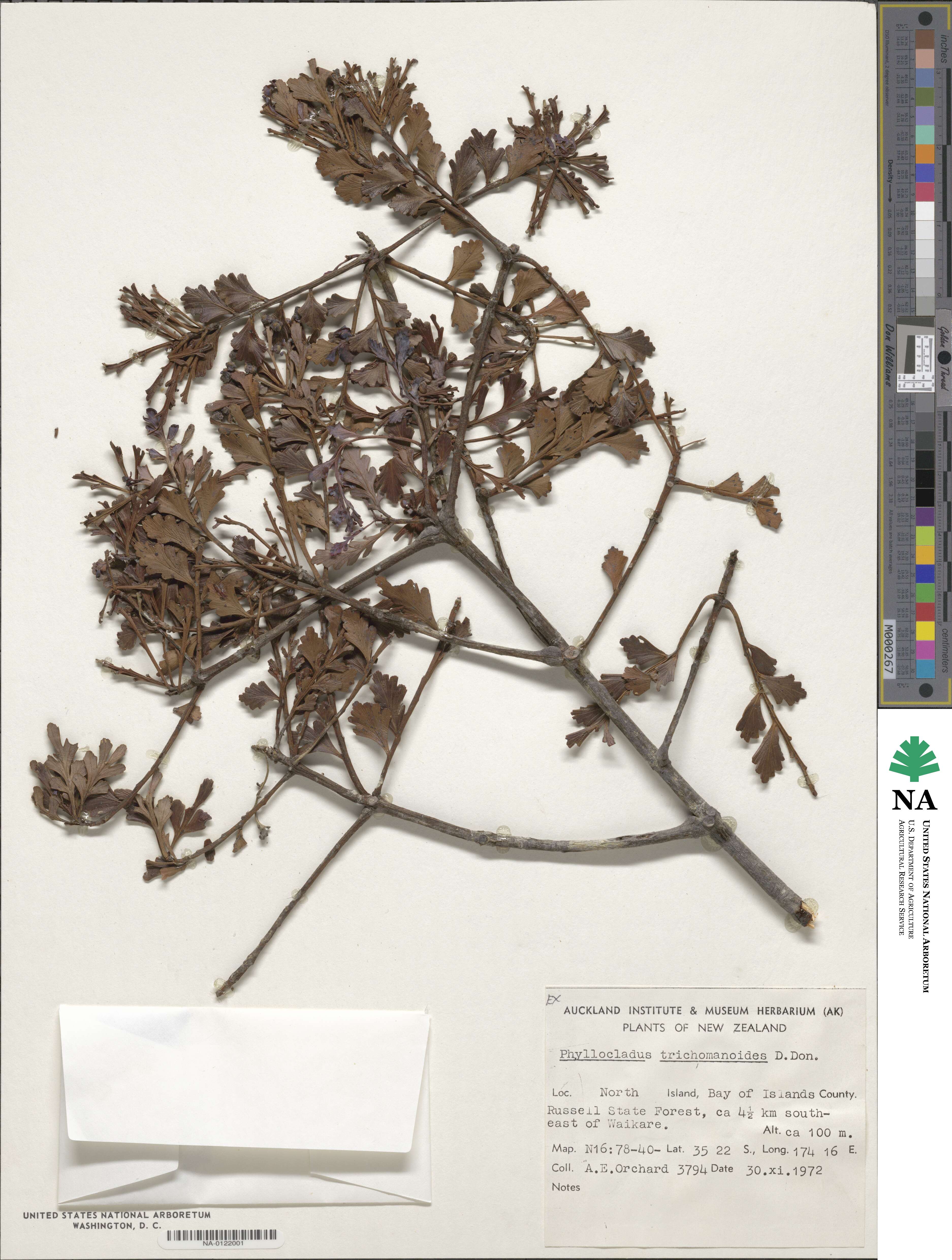 Phyllocladus trichomanoides image