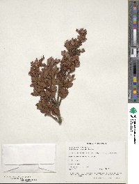 Phyllocladus trichomanoides image