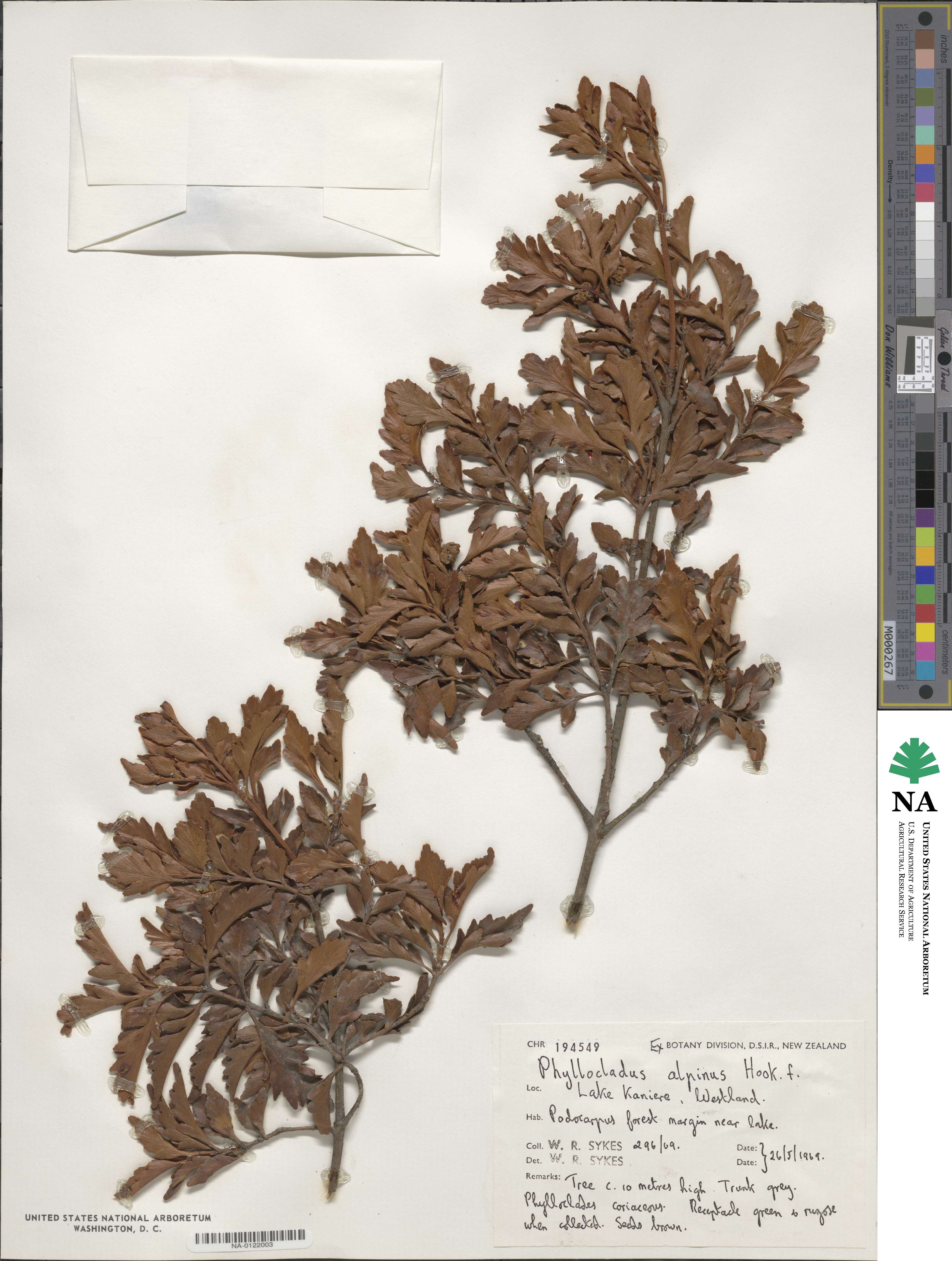 Phyllocladus trichomanoides image