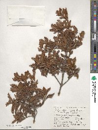 Phyllocladus trichomanoides image