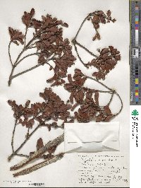 Phyllocladus trichomanoides image