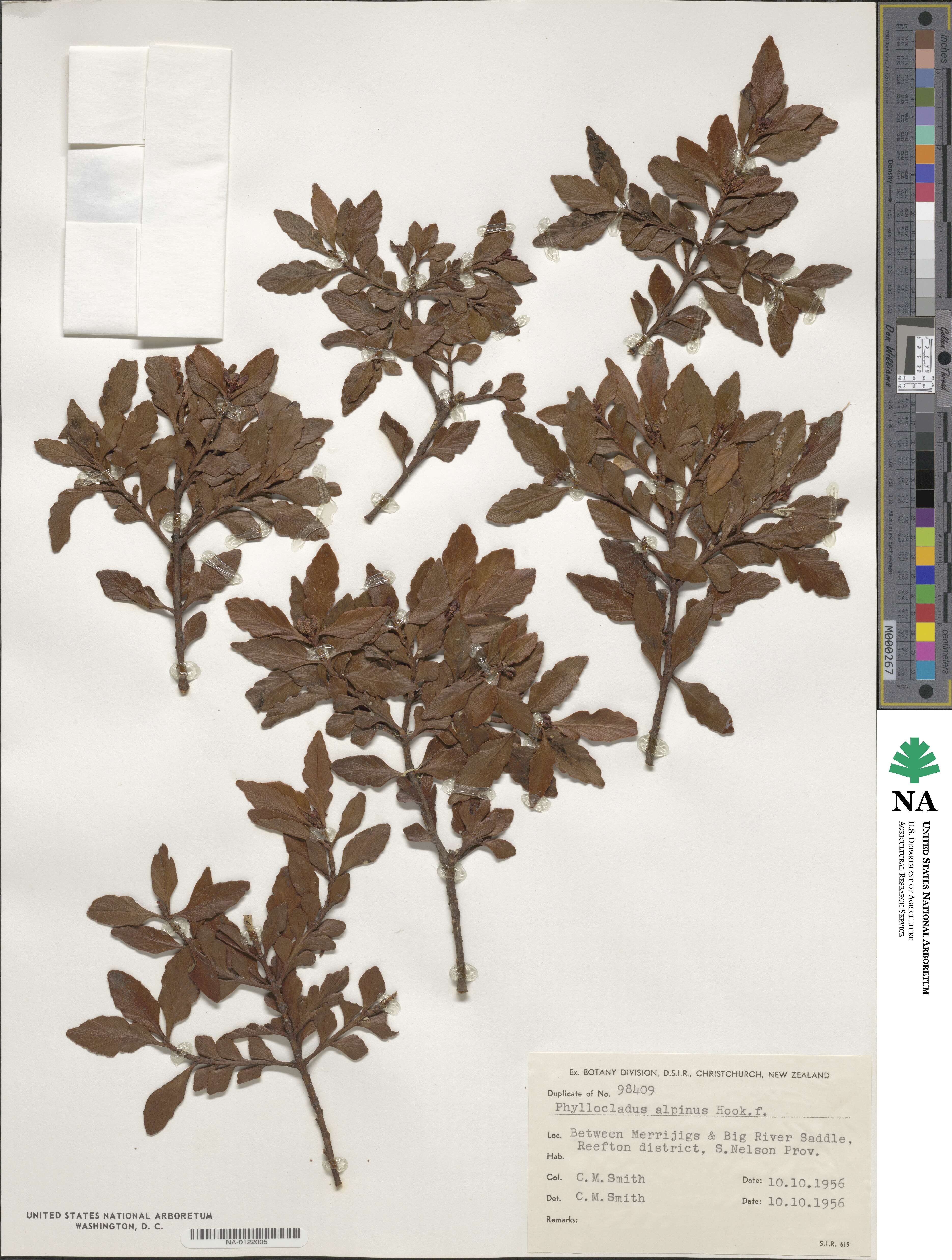 Phyllocladus trichomanoides image