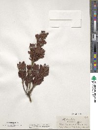 Phyllocladus trichomanoides image