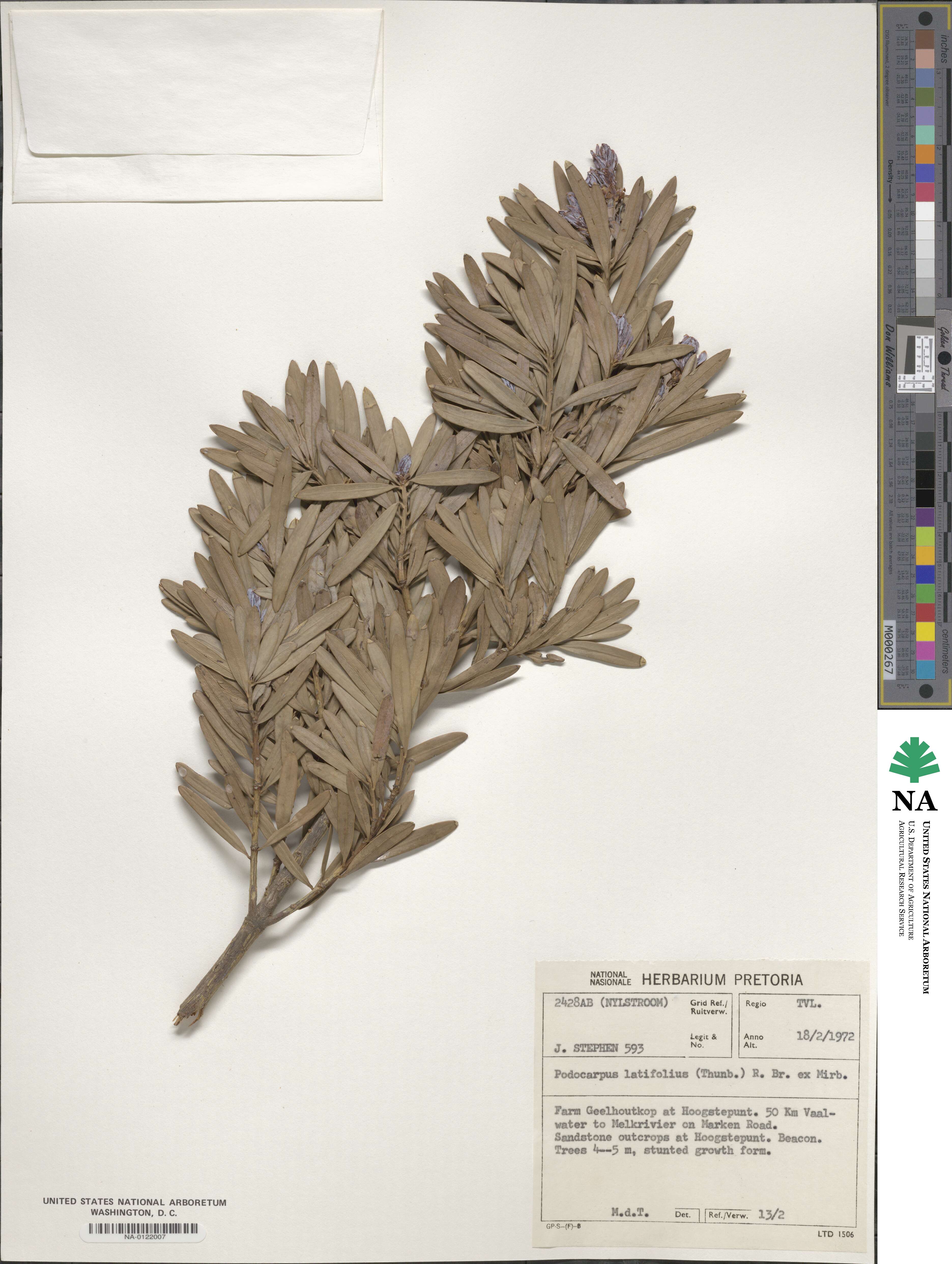 Podocarpus latifolius image