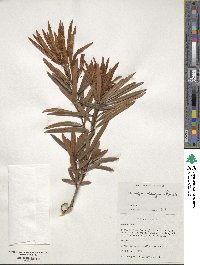 Podocarpus latifolius image