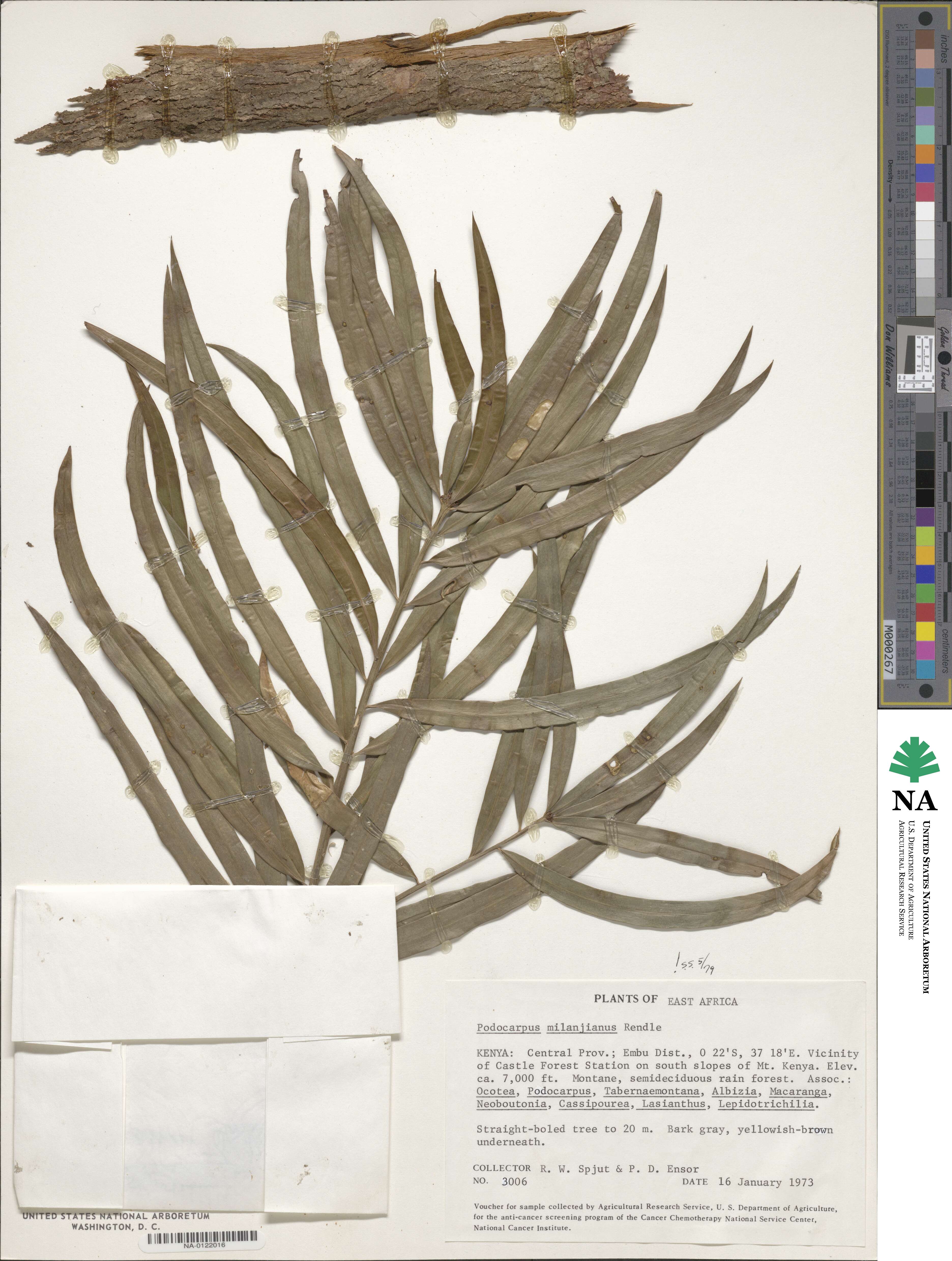 Podocarpus latifolius image