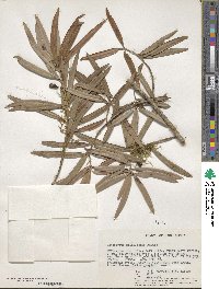 Podocarpus latifolius image