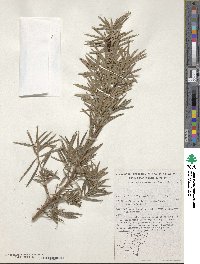 Podocarpus spinulosus image