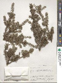 Podocarpus lawrencei image