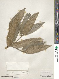 Podocarpus dispermus image