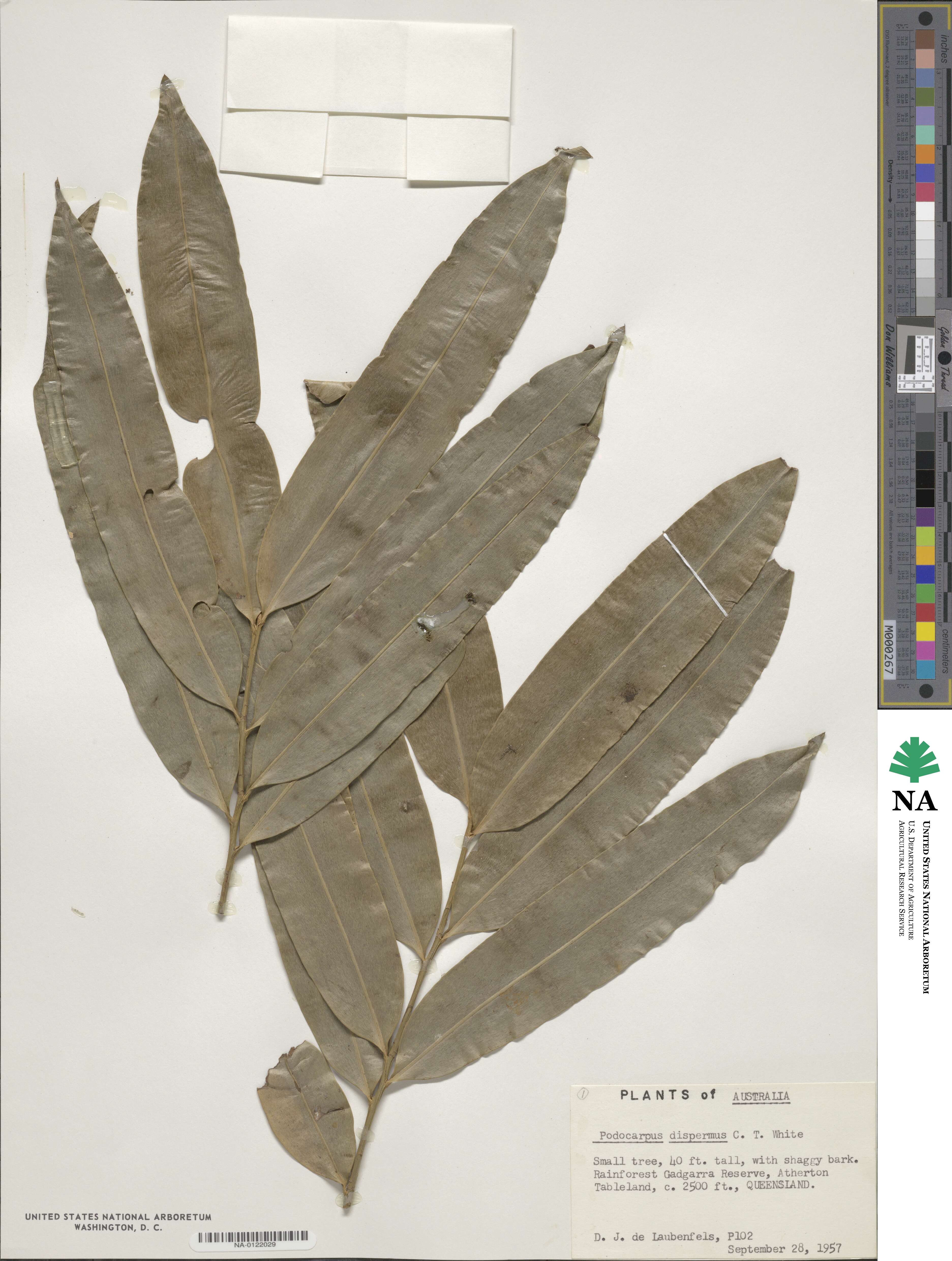 Podocarpus dispermus image