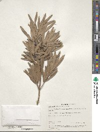 Podocarpus elatus image