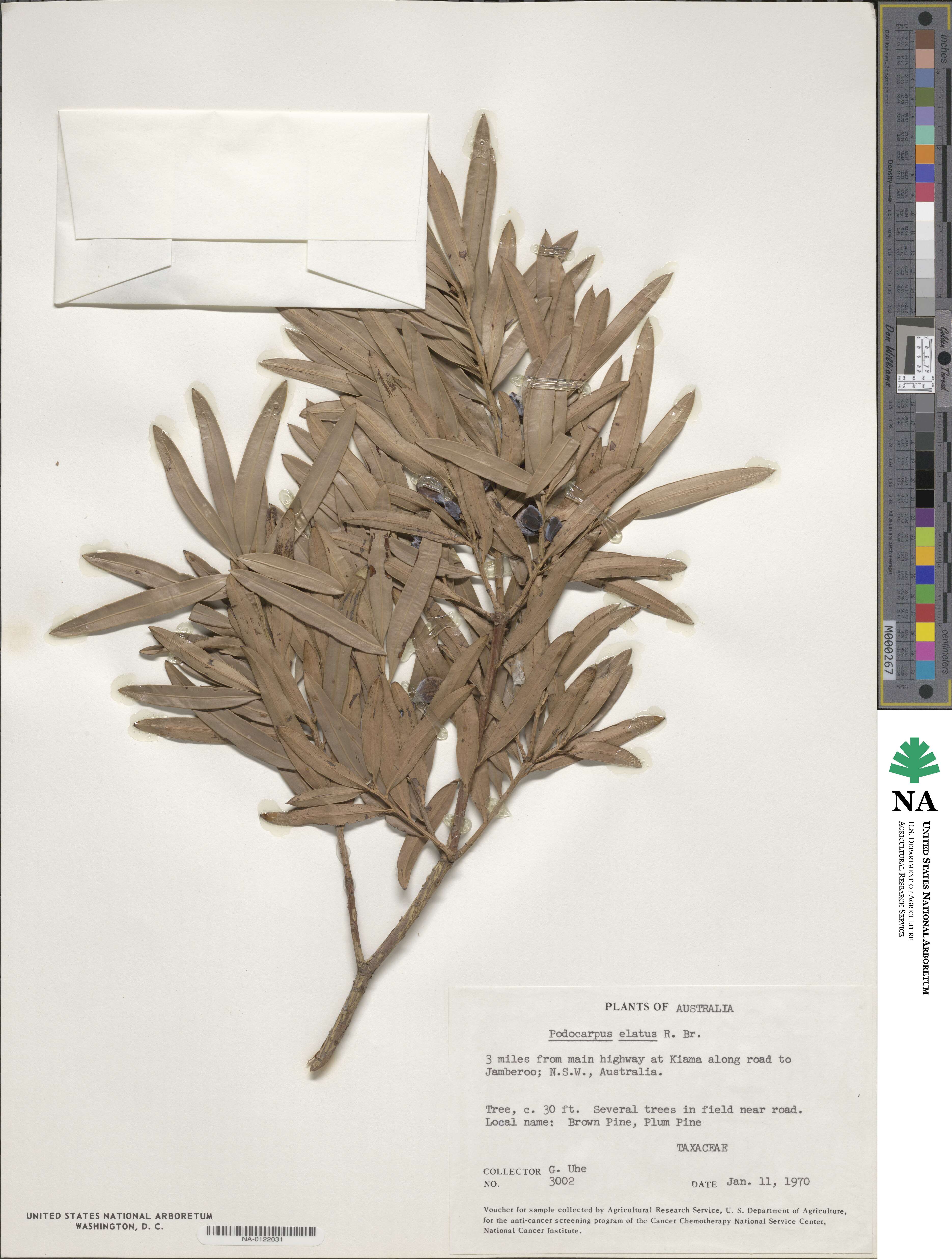 Podocarpus elatus image