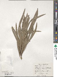 Podocarpus grayae image