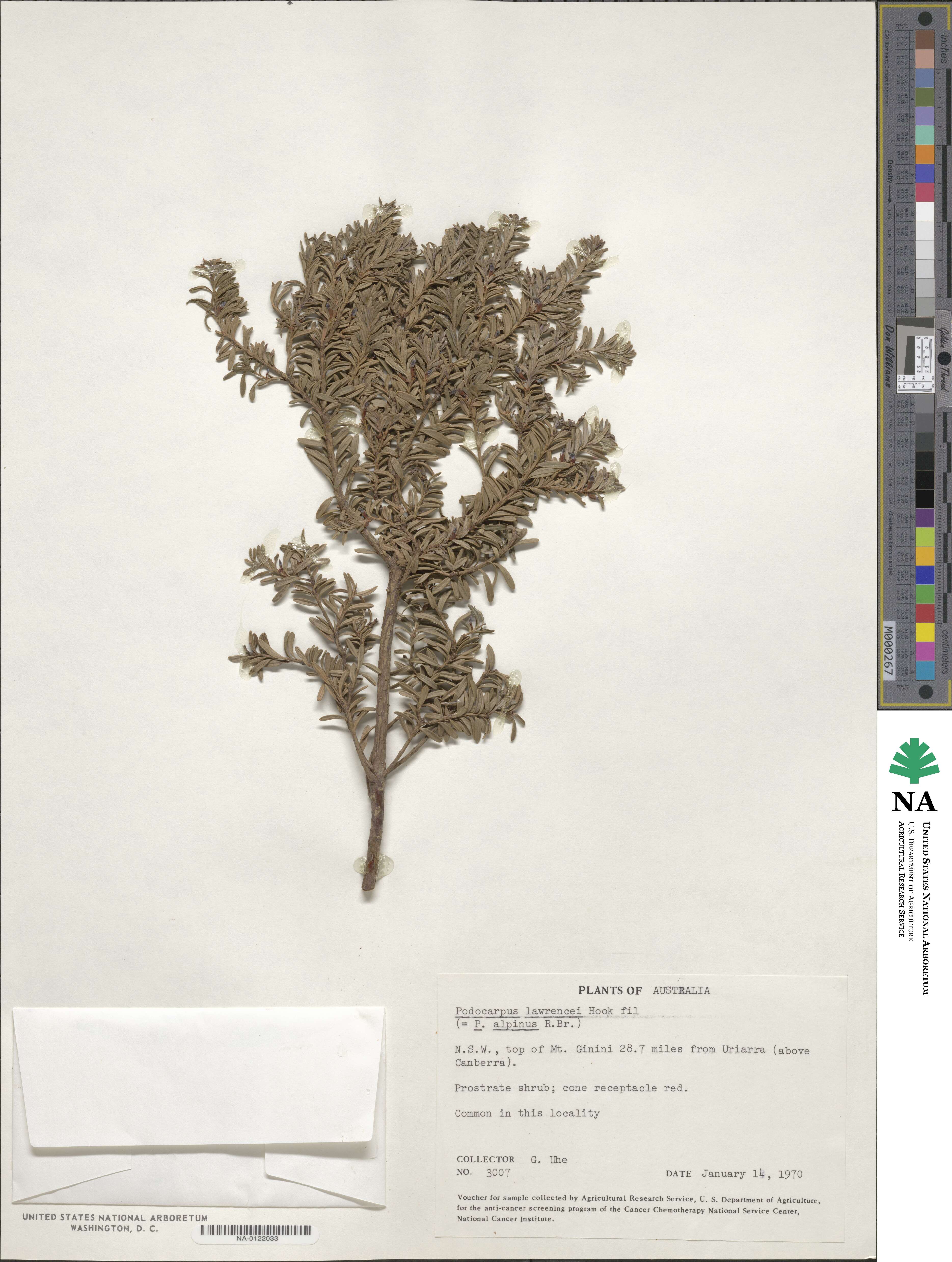 Podocarpus lawrencei image