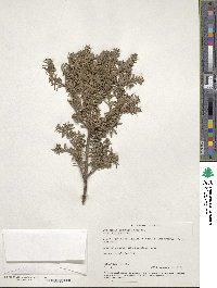 Podocarpus lawrencei image