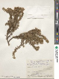 Podocarpus nivalis image