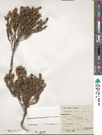 Podocarpus nivalis image