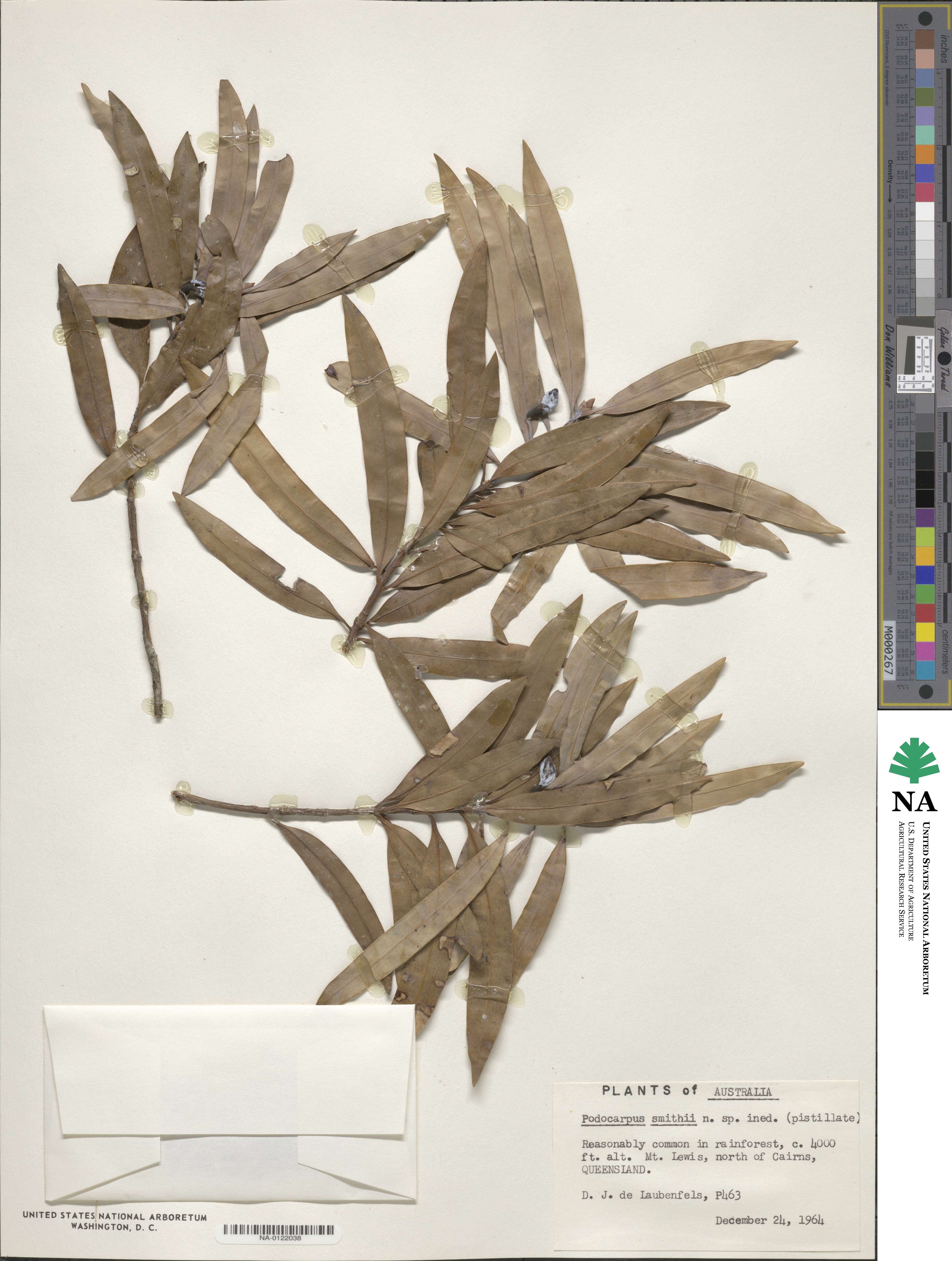 Podocarpus smithii image