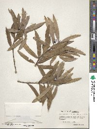 Podocarpus smithii image